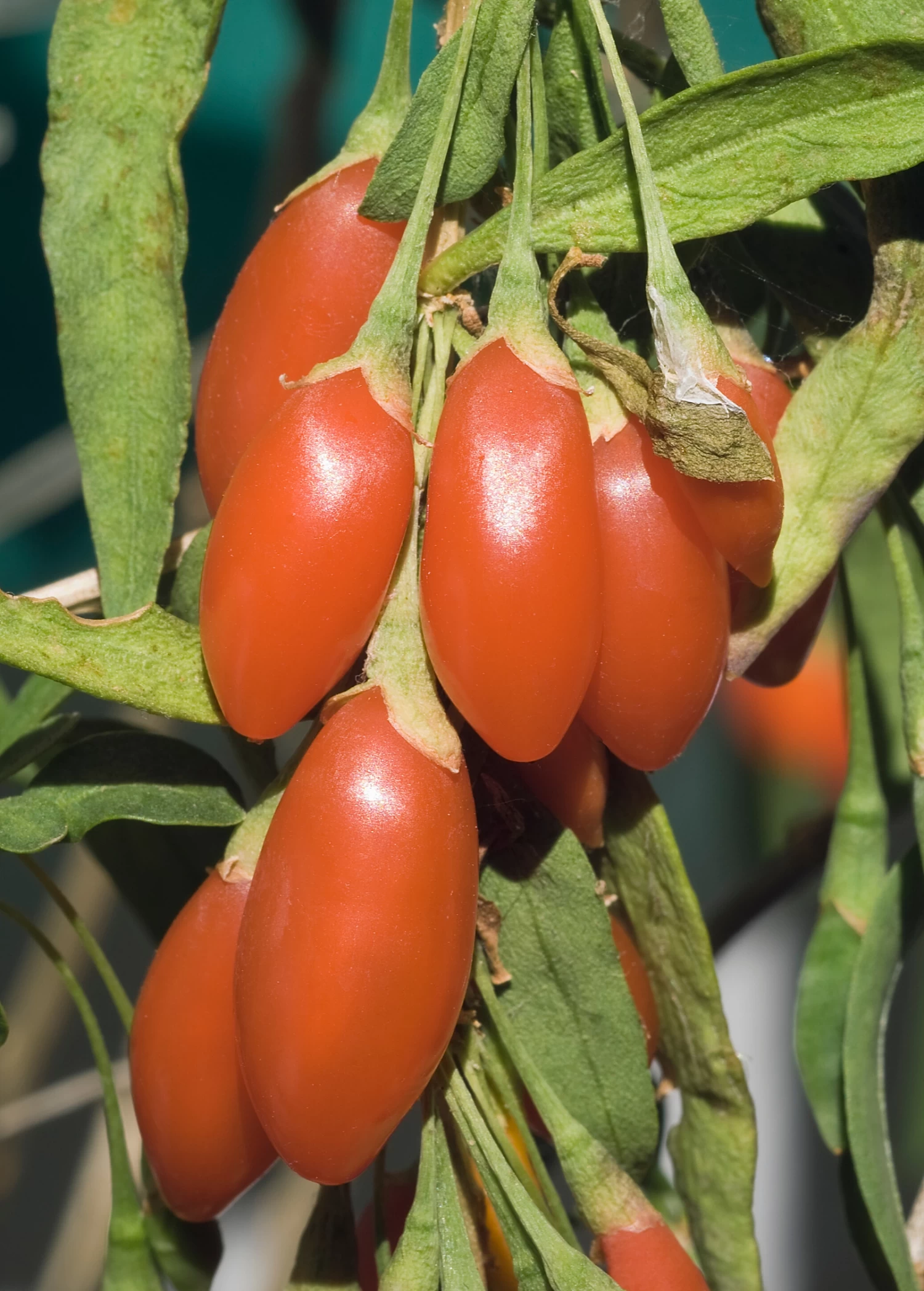 Red Goji Berry (Lycium Barbarum) - Image 2