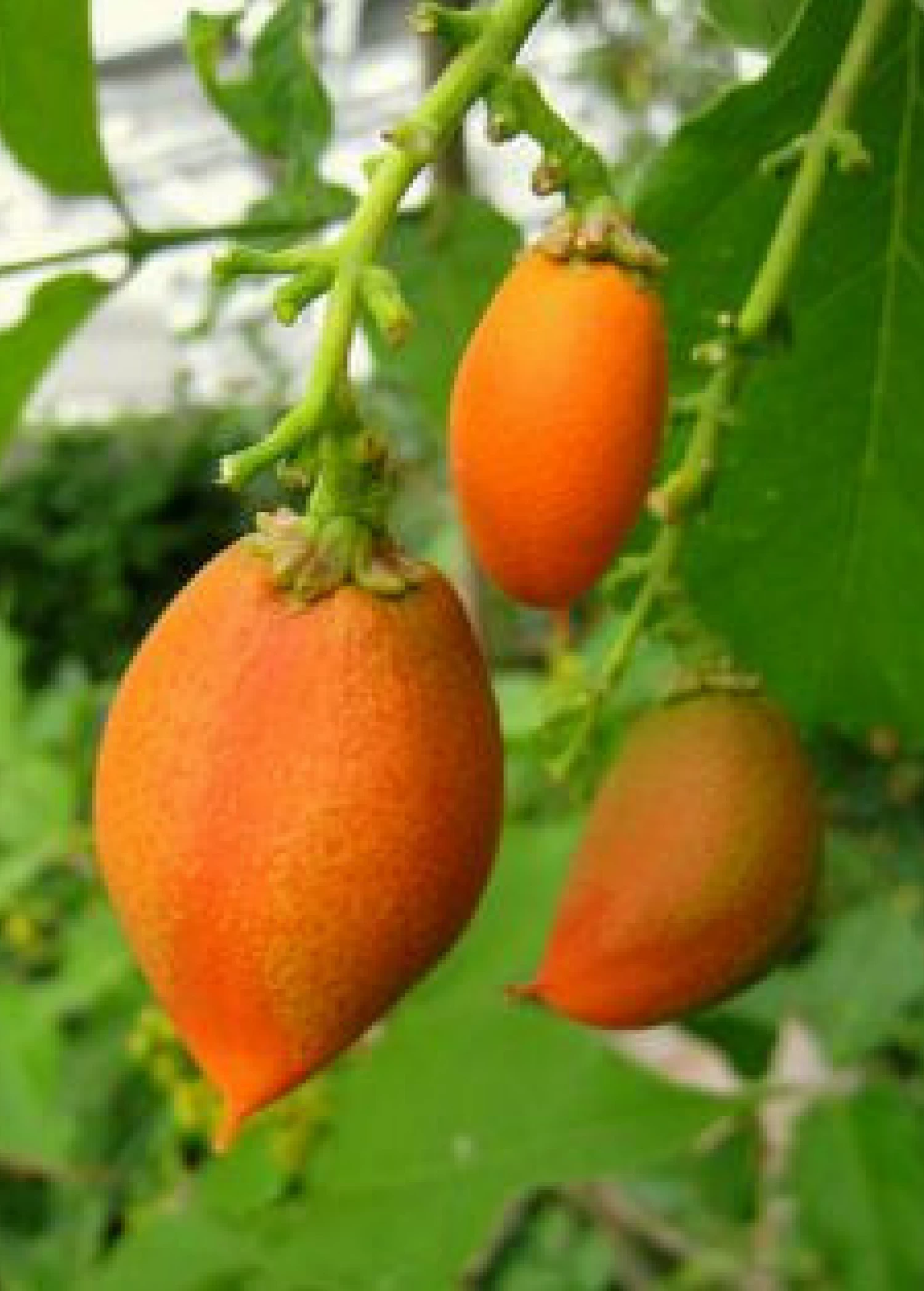 Peanut Butter Fruit (Bunchosia Argentea) - Image 6