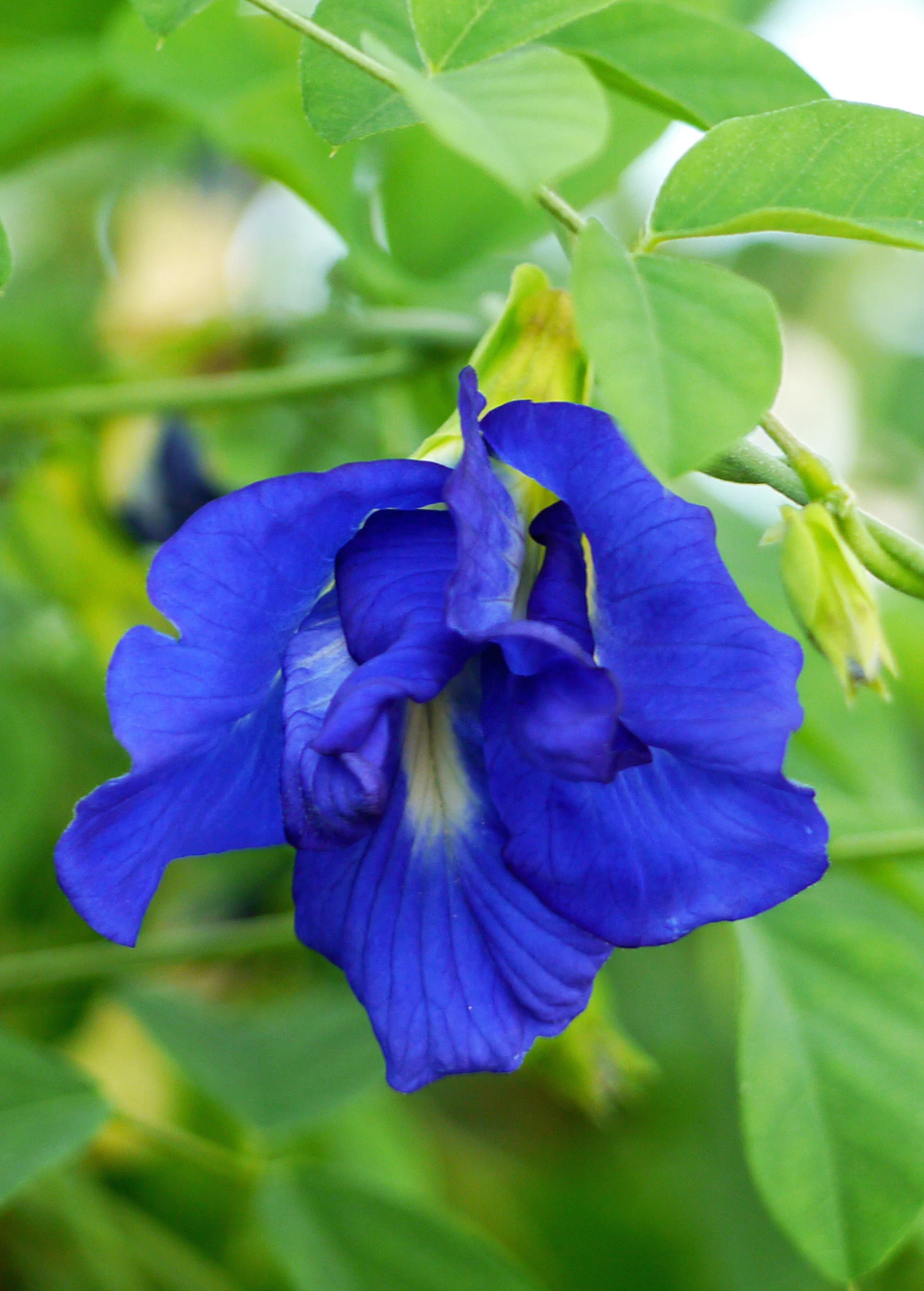 Butterfly Pea (Clitoria Ternatea) - Image 4