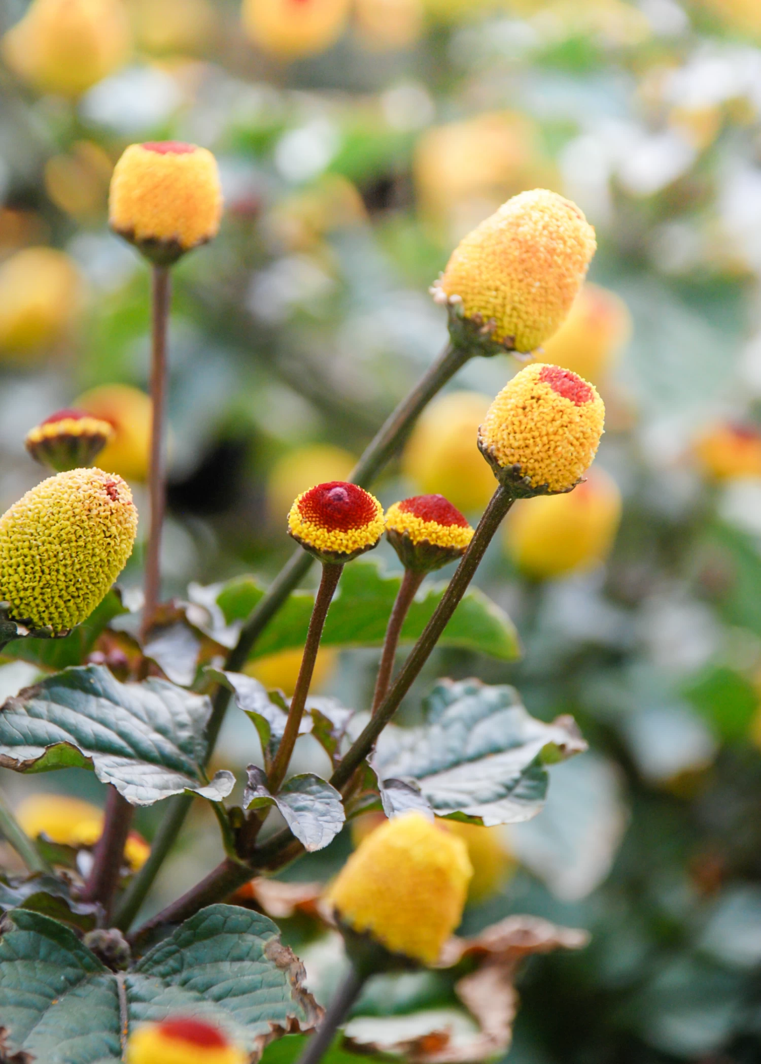 Electric Daisy Toothache Plant (Spilanthes Acmella) - Image 2