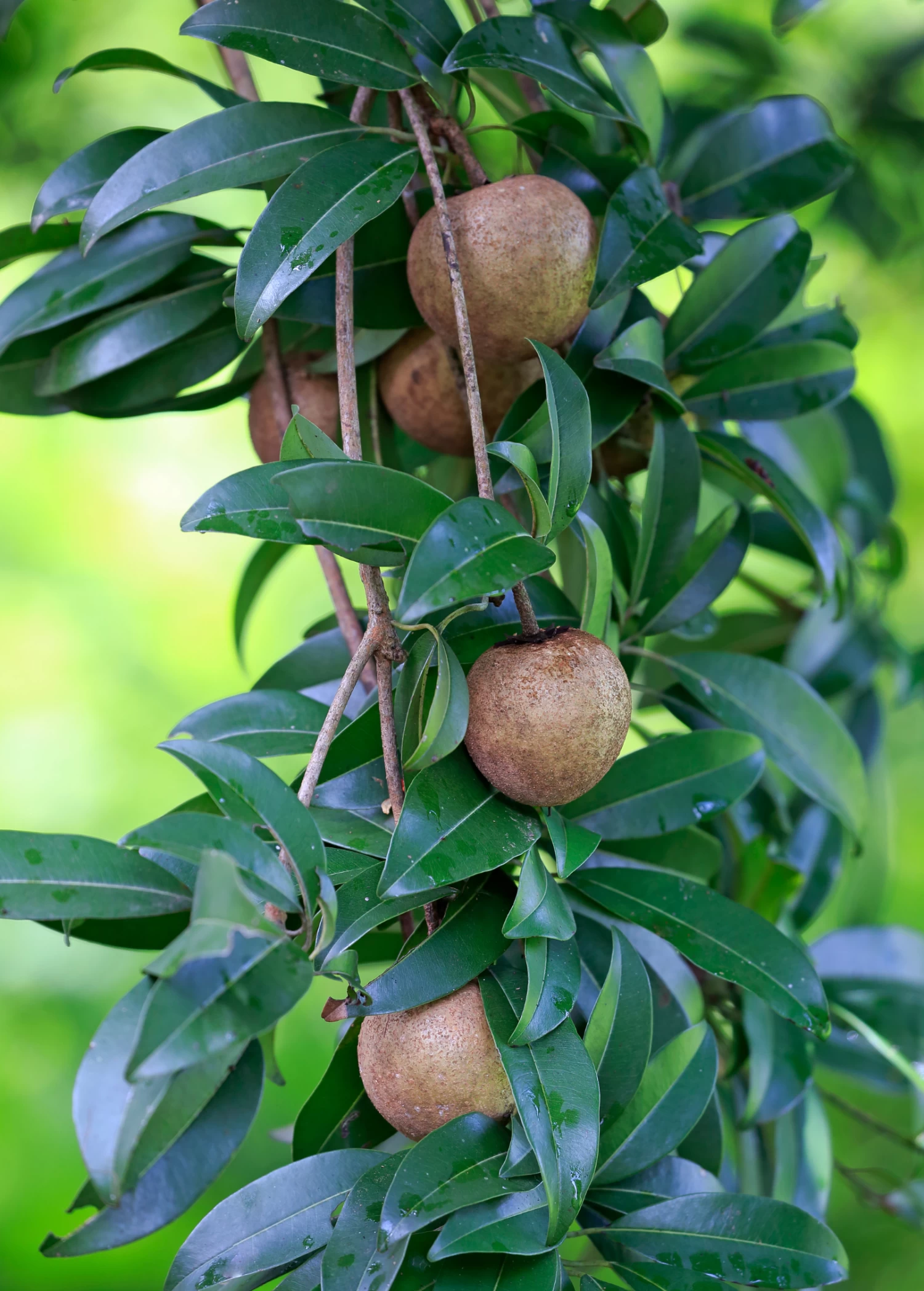 Mamey Sapote 'Tazumal' (Pouteria Sapota) - Image 3