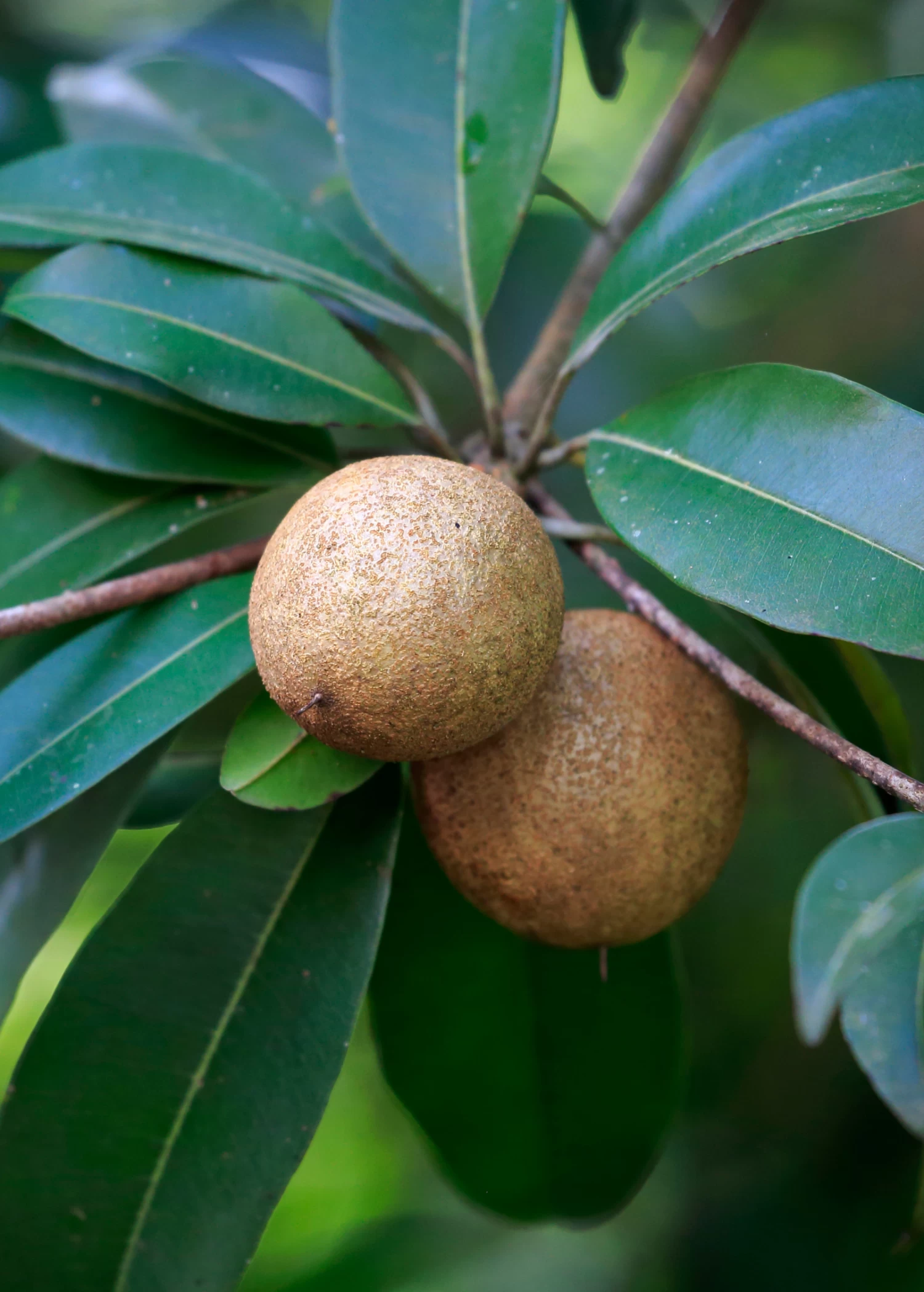 Mamey Sapote 'Tazumal' (Pouteria Sapota) - Image 2