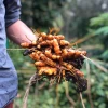 Turmeric, Orange (Curcuma Longa)