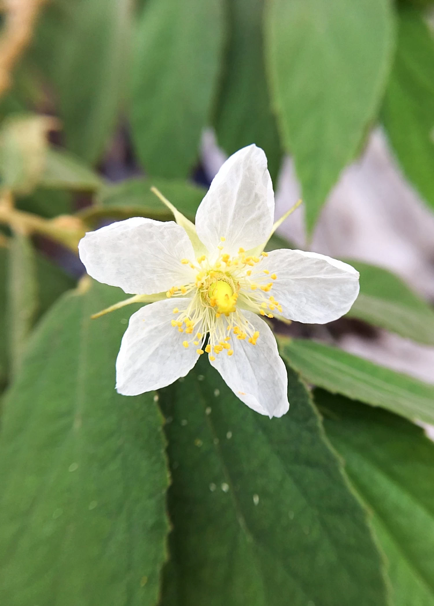 Strawberry Tree, Red (Muntingia Calabura) - Image 2