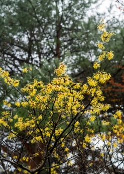Witch-hazel (Hamamelis Virginiana)