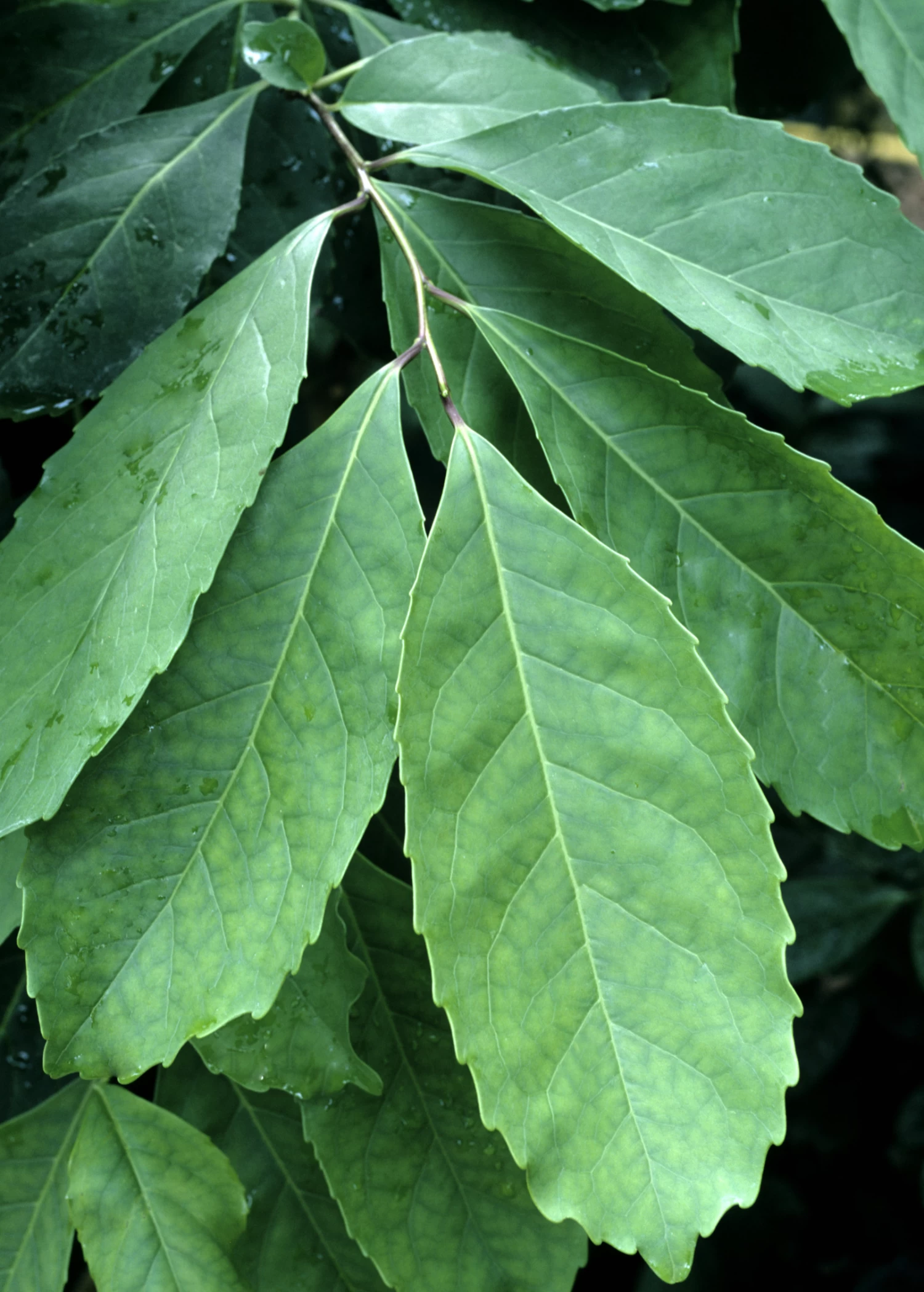 Yerba Mate (Ilex Paraguariensis) - Image 2