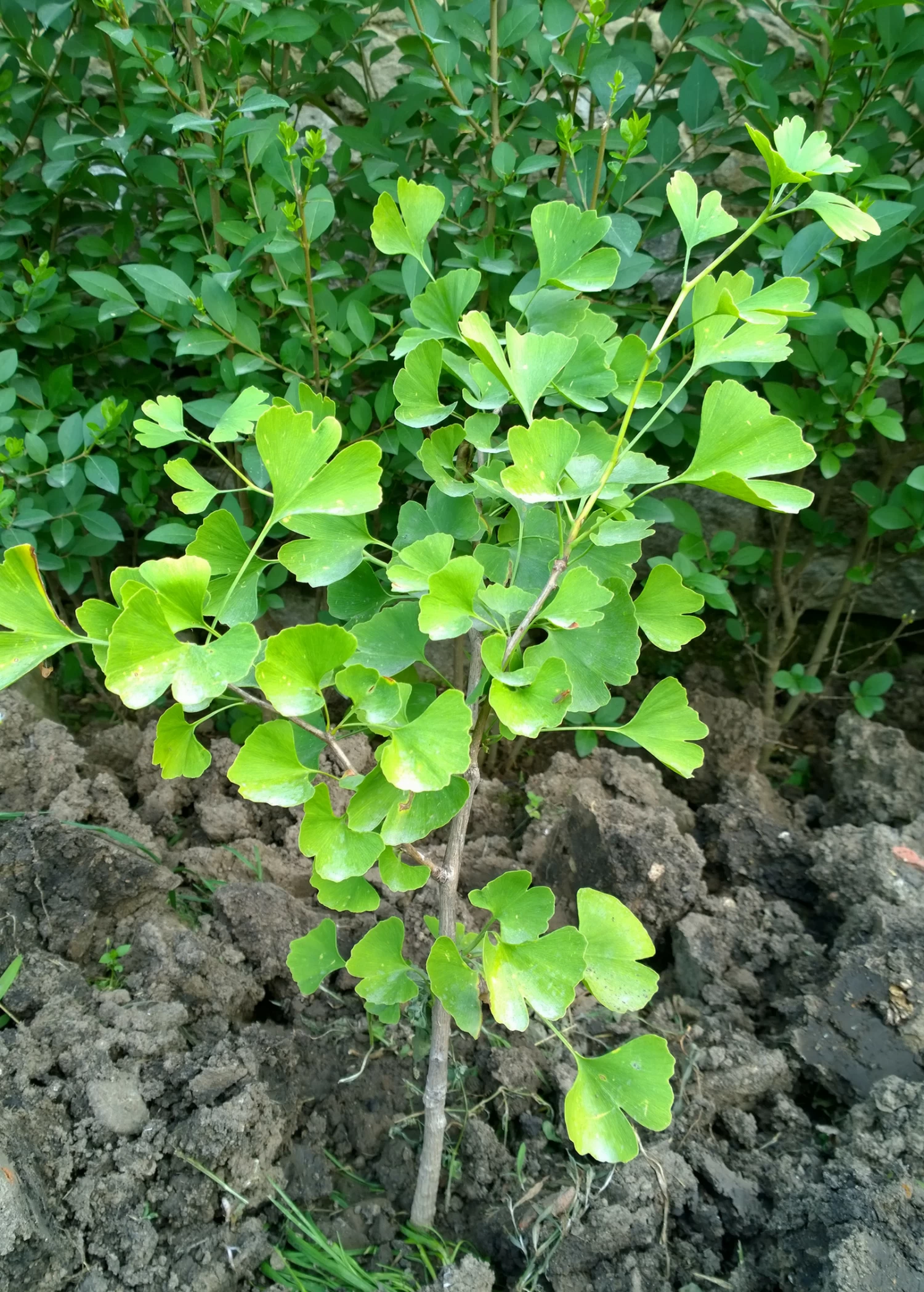 Ginkgo (Ginkgo Biloba) - Image 2